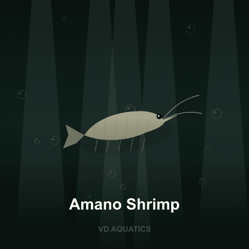 Amano Shrimp — Shrimp freshwater tropical fish exported from Indonesia