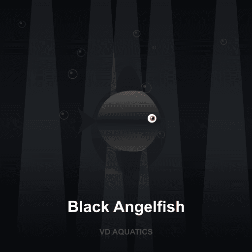 Black Angelfish — Angelfish freshwater tropical fish exported from Indonesia