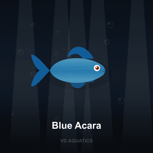 Blue Acara — Cichlid freshwater tropical fish exported from Indonesia