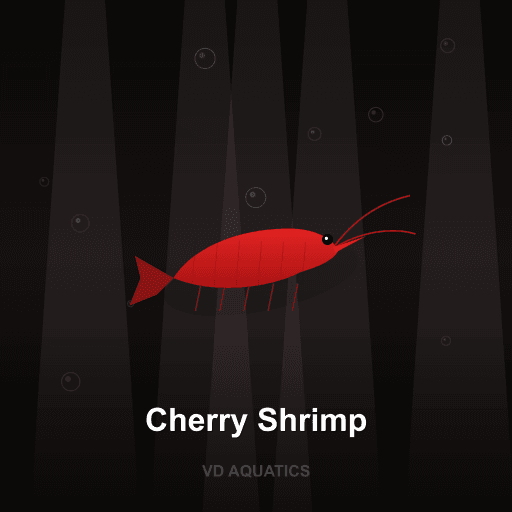 Cherry Shrimp — Shrimp freshwater tropical fish exported from Indonesia