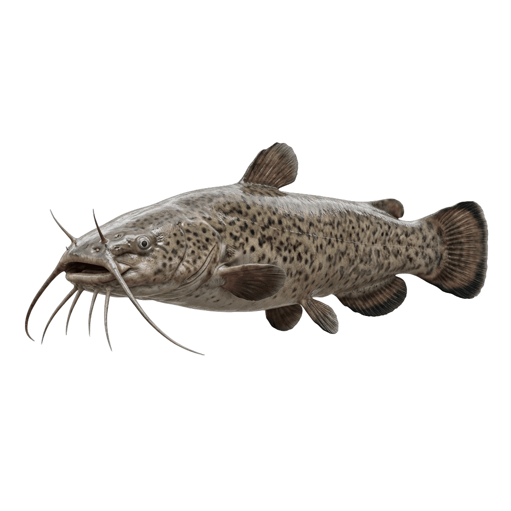 Electric Catfish — Catfish freshwater tropical fish exported from Indonesia