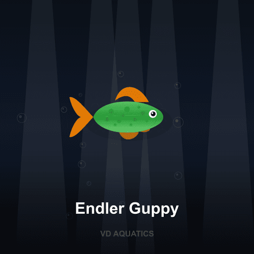 Endler Guppy — Guppy freshwater tropical fish exported from Indonesia