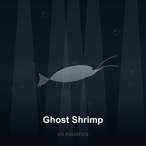 Ghost Shrimp — Shrimp freshwater tropical fish exported from Indonesia