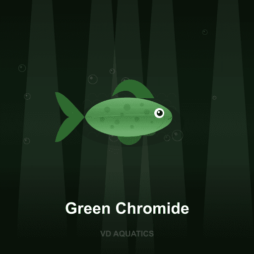 Green Chromide — Brackish freshwater tropical fish exported from Indonesia