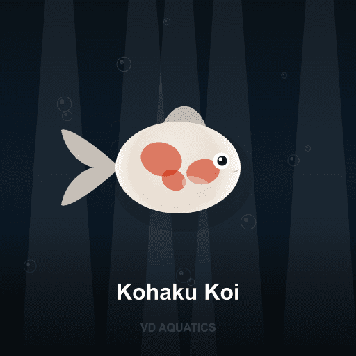 Kohaku Koi — Goldfish & Koi freshwater tropical fish exported from Indonesia