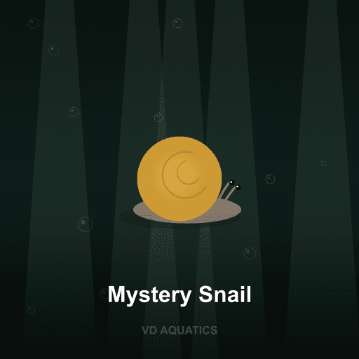 Mystery Snail — Snail freshwater tropical fish exported from Indonesia