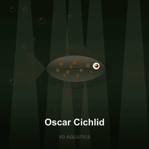 Oscar Cichlid — Cichlid freshwater tropical fish exported from Indonesia