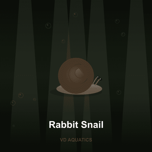 Rabbit Snail — Snail freshwater tropical fish exported from Indonesia