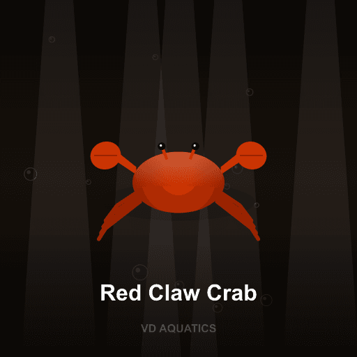 Red Claw Crab — Crab freshwater tropical fish exported from Indonesia