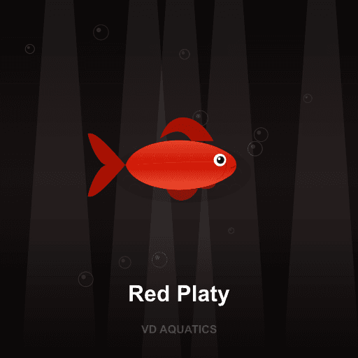 Red Platy — Platy & Swordtail freshwater tropical fish exported from Indonesia