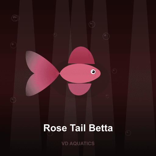 Rose Tail Betta — Betta freshwater tropical fish exported from Indonesia