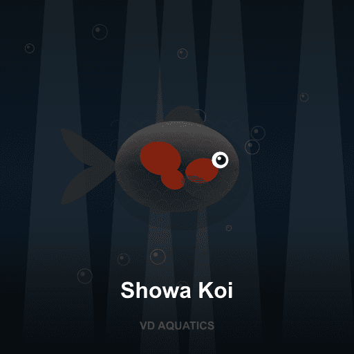 Showa Koi — Goldfish & Koi freshwater tropical fish exported from Indonesia