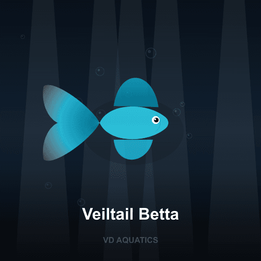 Veiltail Betta — Betta freshwater tropical fish exported from Indonesia