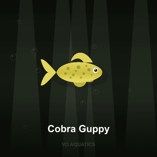 Cobra Guppy — Guppy freshwater tropical fish exported from Indonesia