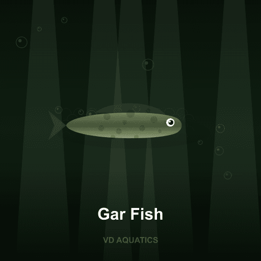 Gar Fish — Ancient fish freshwater tropical fish exported from Indonesia
