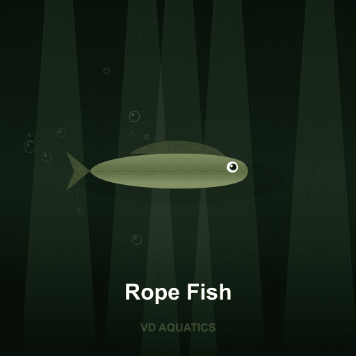 Rope Fish — Other Families freshwater tropical fish exported from Indonesia