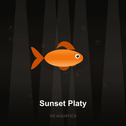 Sunset Platy — Platy & Swordtail freshwater tropical fish exported from Indonesia