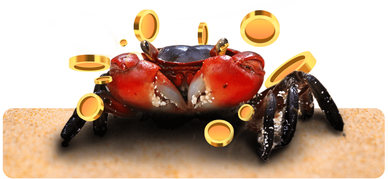 Ornamental crab, one of the species we export