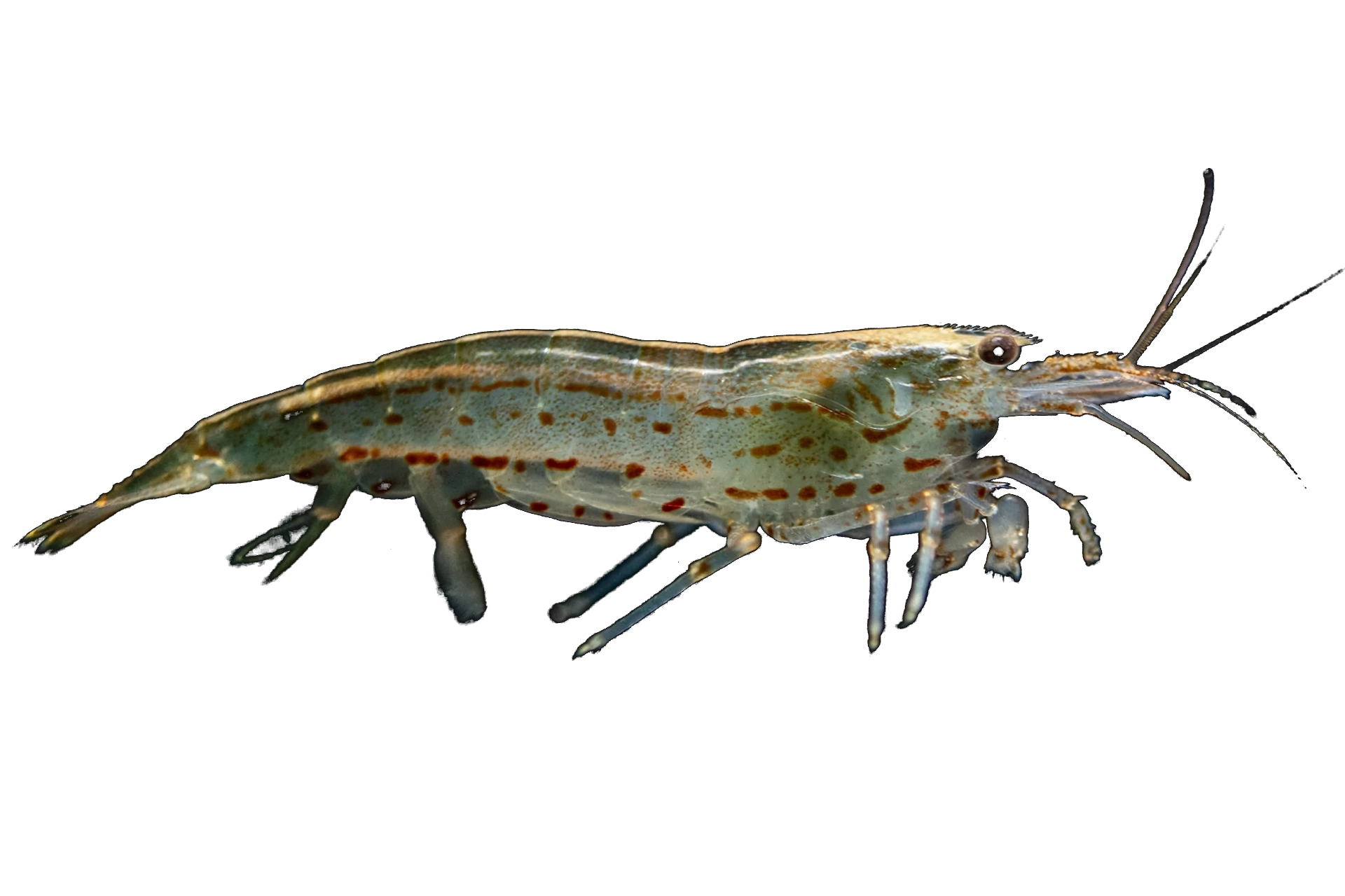 Amano Shrimp — Shrimp freshwater tropical fish exported from Indonesia