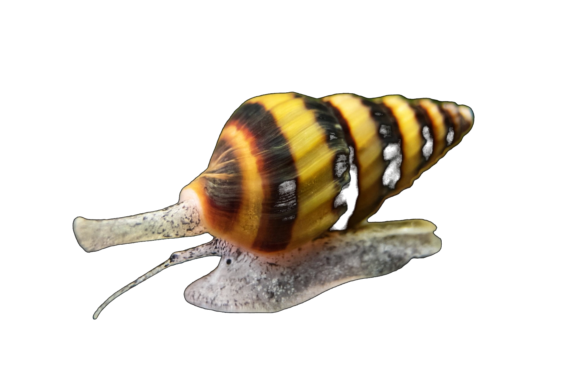 Assassin Snail — Snail freshwater tropical fish exported from Indonesia