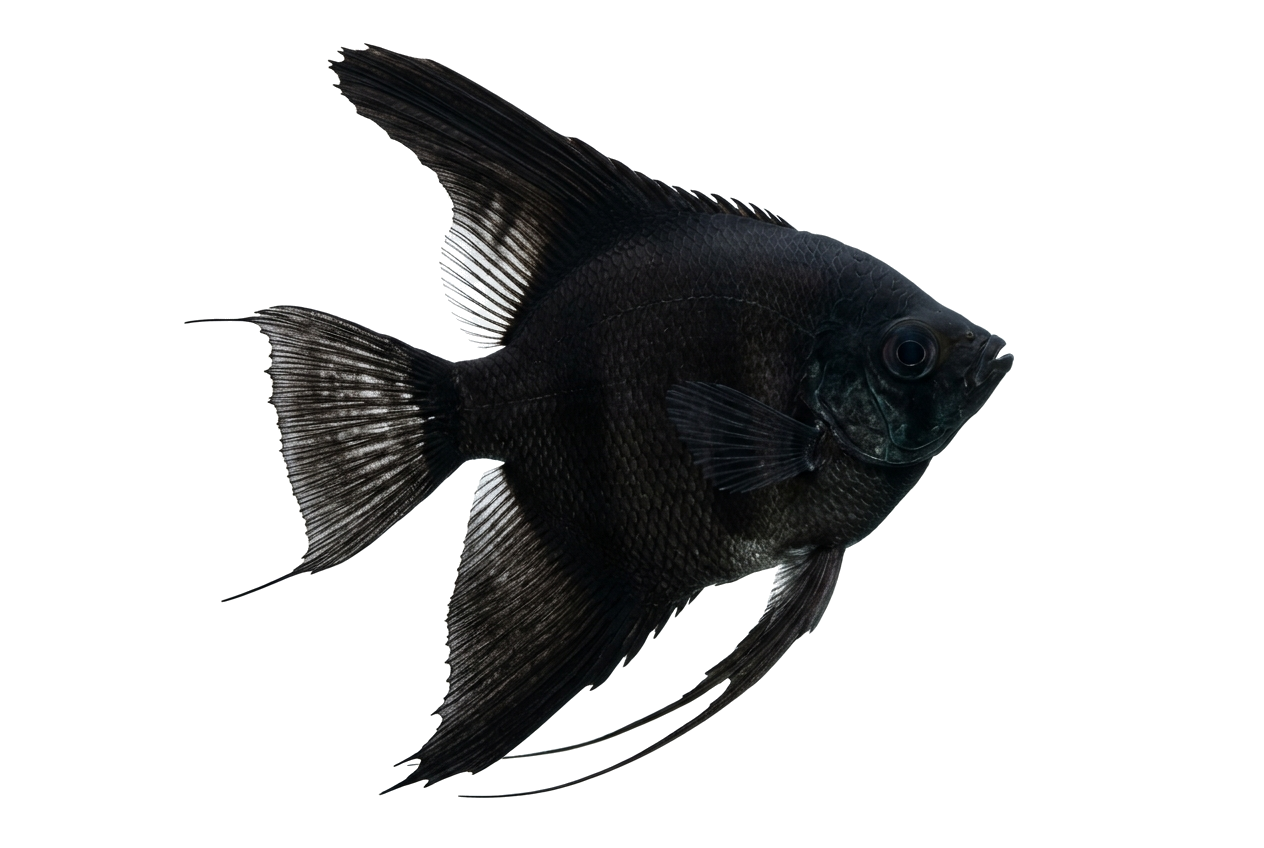 Black Angelfish — Angelfish freshwater tropical fish exported from Indonesia