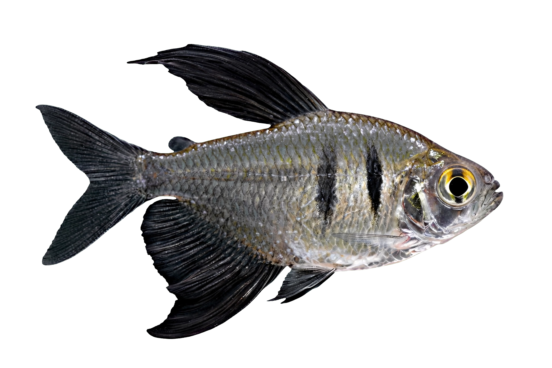 Black Skirt Tetra — Characins freshwater tropical fish exported from Indonesia