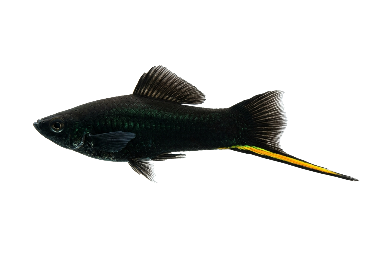 Black Swordtail — Platy & Swordtail freshwater tropical fish exported from Indonesia