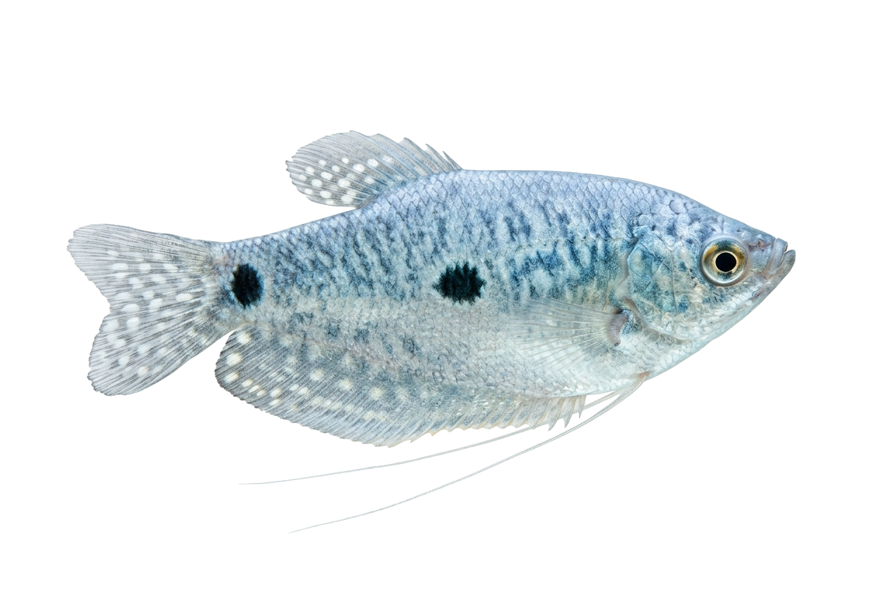 Blue Gourami — Gourami freshwater tropical fish exported from Indonesia