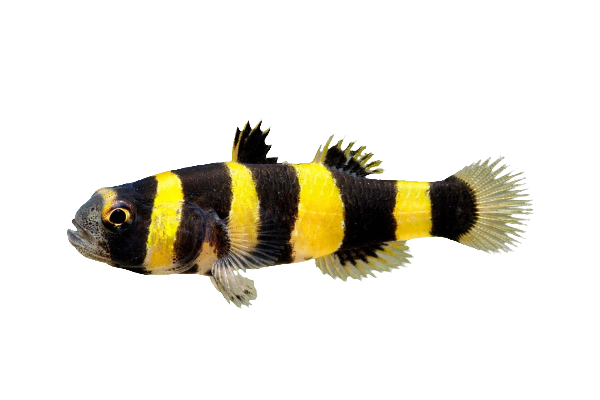 Bumblebee Goby — Loach & Goby freshwater tropical fish exported from Indonesia