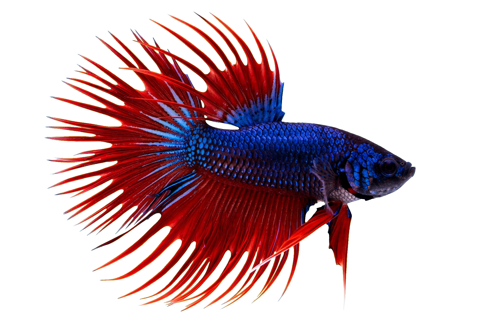 Crowntail Betta — Betta freshwater tropical fish exported from Indonesia